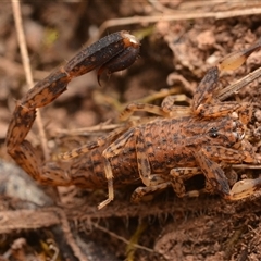 Lychas marmoreus (Little Marbled Scorpion) at Campbell, ACT - 19 Jan 2025 by NateKingsford