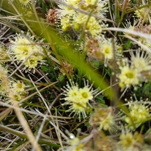 Kunzea muelleri at Kosciuszko, NSW - 18 Jan 2025 02:17 PM