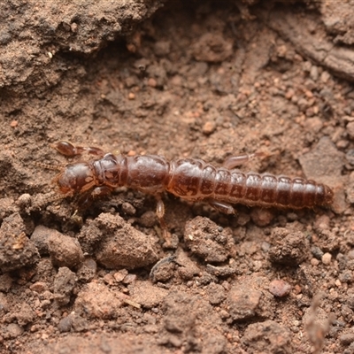 Embioptera (order) (Unidentified webspinner) at Campbell, ACT - 19 Jan 2025 by NateKingsford