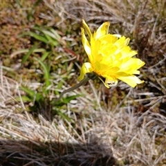 Microseris lanceolata (Yam Daisy) at Thredbo, NSW - 18 Jan 2025 by mahargiani