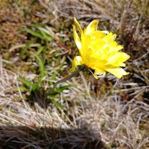 Microseris lanceolata (Yam Daisy) at Thredbo, NSW by mahargiani