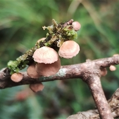 Unidentified Cap, gills below, no stem & usually on wood [stemless mushrooms & the like] at Bermagui, NSW - 19 Jan 2025 by Teresa