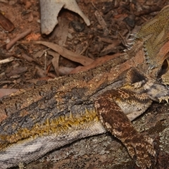 Pogona barbata (Eastern Bearded Dragon) at Campbell, ACT - 19 Jan 2025 by NateKingsford