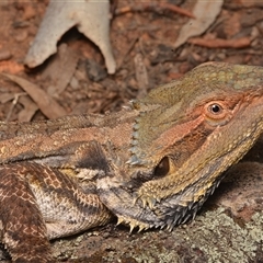 Pogona barbata at Campbell, ACT - suppressed