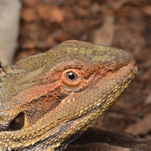 Pogona barbata at Campbell, ACT - suppressed