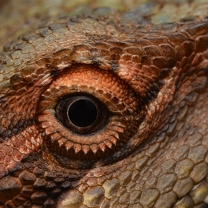 Pogona barbata at Campbell, ACT - suppressed