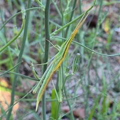 Acrida conica (Giant green slantface) at Latham, ACT - 18 Jan 2025 by LD12