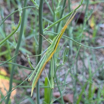 Acrida conica (Giant green slantface) at Latham, ACT - 19 Jan 2025 by LD12