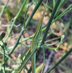 Acrida conica at Latham, ACT - 19 Jan 2025 09:23 AM