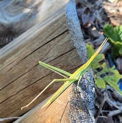 Acrida conica at Latham, ACT - 19 Jan 2025 09:23 AM