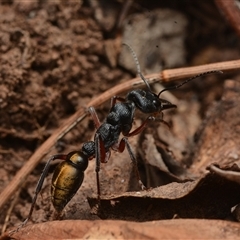 Myrmecia fulvipes (Red-legged Toothless bull ant) at Campbell, ACT - 19 Jan 2025 by NateKingsford