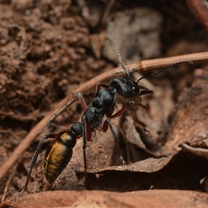 Myrmecia fulvipes (Red-legged Toothless bull ant) at Campbell, ACT by NateKingsford