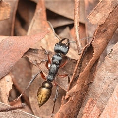 Myrmecia fulvipes at Campbell, ACT - 19 Jan 2025 11:59 AM