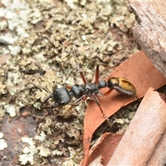 Myrmecia fulvipes at Campbell, ACT - 19 Jan 2025 11:59 AM