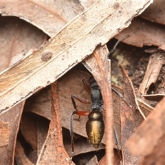 Myrmecia fulvipes at Campbell, ACT - 19 Jan 2025 11:59 AM