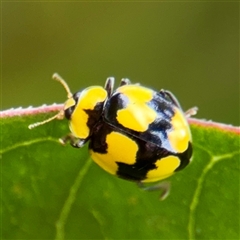 Illeis galbula (Fungus-eating Ladybird) at Goulburn, NSW - 19 Jan 2025 by Hejor1