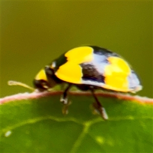 Illeis galbula at Goulburn, NSW - 19 Jan 2025 01:42 PM