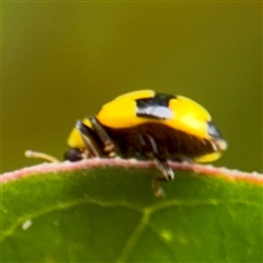 Illeis galbula at Goulburn, NSW - 19 Jan 2025 01:42 PM