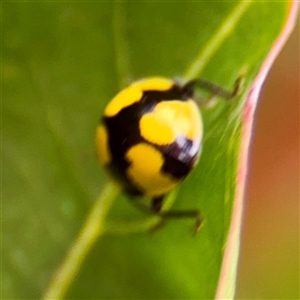 Illeis galbula at Goulburn, NSW - 19 Jan 2025 01:42 PM