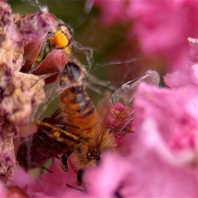 Apis mellifera (European honey bee) at Goulburn, NSW - 19 Jan 2025 by Hejor1