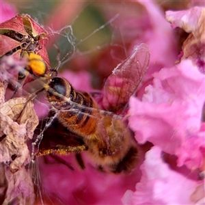 Apis mellifera at Goulburn, NSW - 19 Jan 2025