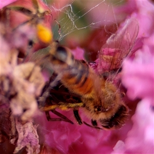 Apis mellifera at Goulburn, NSW - 19 Jan 2025