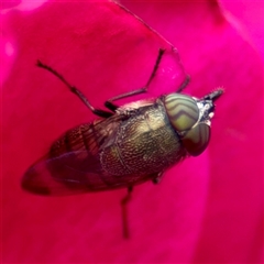 Stomorhina discolor (Snout fly) at Goulburn, NSW - 19 Jan 2025 by Hejor1