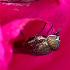 Stomorhina discolor at Goulburn, NSW - 19 Jan 2025 01:44 PM