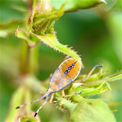 Amorbus sp. (genus) (Eucalyptus Tip bug) at Goulburn, NSW - 19 Jan 2025 by Hejor1