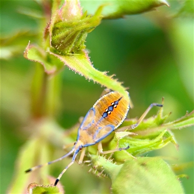 Amorbus (genus) (Eucalyptus Tip bug) at Goulburn, NSW - 19 Jan 2025 by Hejor1