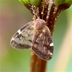 Scolypopa australis (Passionvine hopper, Fluffy bum) at Goulburn, NSW - 19 Jan 2025 by Hejor1