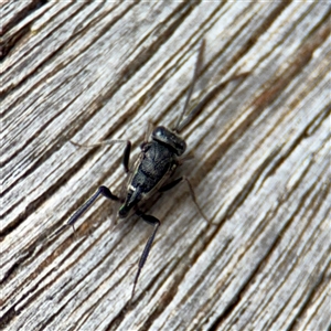 Evaniidae (family) at Goulburn, NSW - 19 Jan 2025