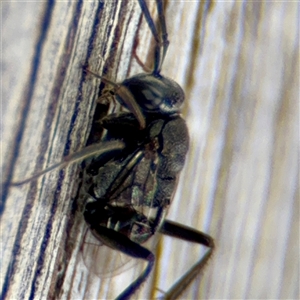 Evaniidae (family) at Goulburn, NSW - 19 Jan 2025