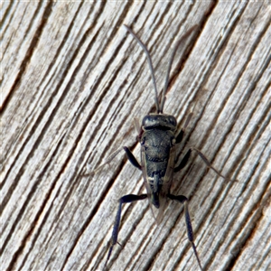 Evaniidae (family) at Goulburn, NSW - 19 Jan 2025