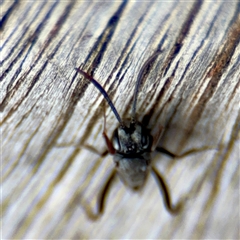 Evaniidae (family) at Goulburn, NSW - 19 Jan 2025 01:45 PM