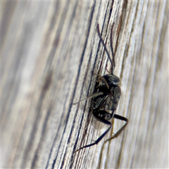 Evaniidae (family) at Goulburn, NSW - 19 Jan 2025