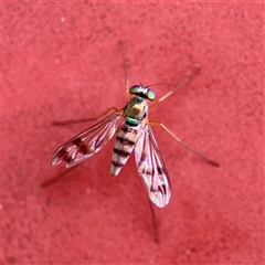 Heteropsilopus sp. (genus) (A long legged fly) at Goulburn, NSW - 19 Jan 2025 by Hejor1