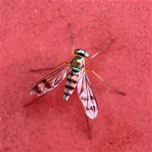 Heteropsilopus sp. (genus) (A long legged fly) at Goulburn, NSW by Hejor1