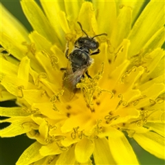 Lasioglossum sp. at Goulburn, NSW - 19 Jan 2025 by Hejor1