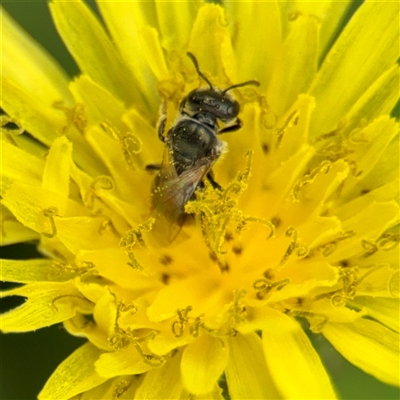 Lasioglossum sp. (genus) (Furrow Bee) at Goulburn, NSW - 19 Jan 2025 by Hejor1