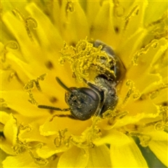 Lasioglossum sp. at Goulburn, NSW - 19 Jan 2025 01:47 PM