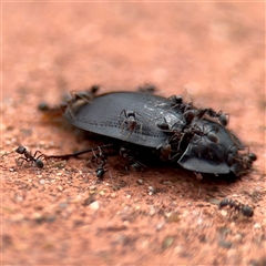 Iridomyrmex rufoniger at Goulburn, NSW - 19 Jan 2025 01:48 PM