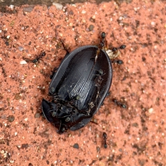 Pterohelaeus piceus (Pie-dish beetle) at Goulburn, NSW - 19 Jan 2025 by Hejor1