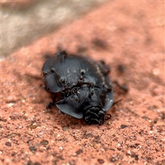 Pterohelaeus piceus at Goulburn, NSW - 19 Jan 2025 01:48 PM