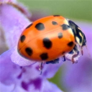 Hippodamia variegata (Spotted Amber Ladybird) at Goulburn, NSW by Hejor1