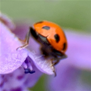 Hippodamia variegata at Goulburn, NSW - 19 Jan 2025 01:48 PM