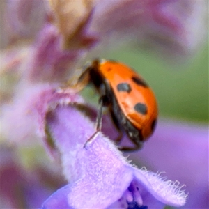 Hippodamia variegata at Goulburn, NSW - 19 Jan 2025 01:48 PM