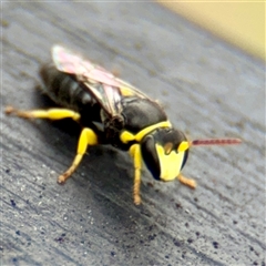 Hylaeus (Gnathoprosopis) euxanthus at Goulburn, NSW - 19 Jan 2025 by Hejor1