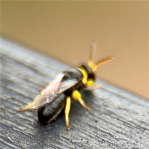 Hylaeus (Gnathoprosopis) euxanthus at Goulburn, NSW - 19 Jan 2025 01:51 PM