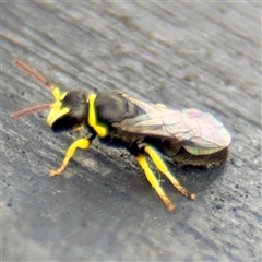 Hylaeus (Gnathoprosopis) euxanthus at Goulburn, NSW - 19 Jan 2025 01:51 PM